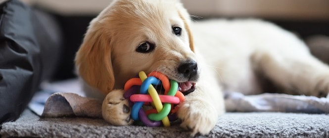 golden retriever dog puppy playing with toy PHFQKHE