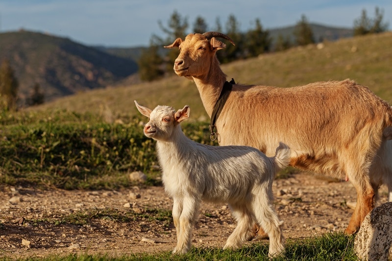 mother goat and her kid PUJ4DX9