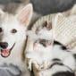 pet adoption vet services Langley Animal clinic