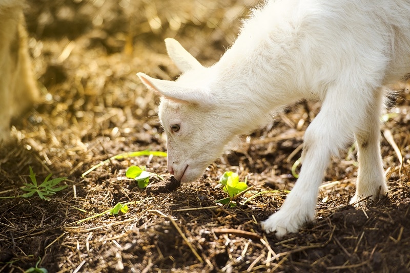 goat on farm P836FT4