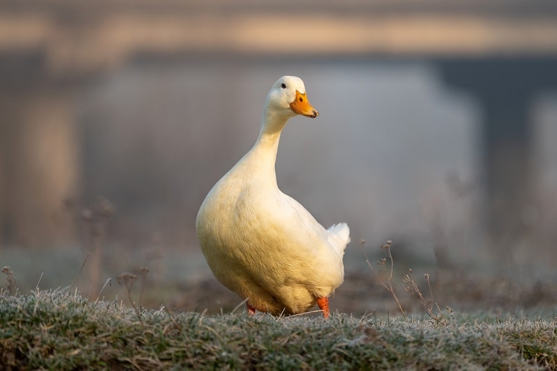 white duck on wet green grass animal farm in a vil Z64YTPV