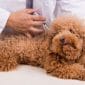 puppy vaccination guide and schedule