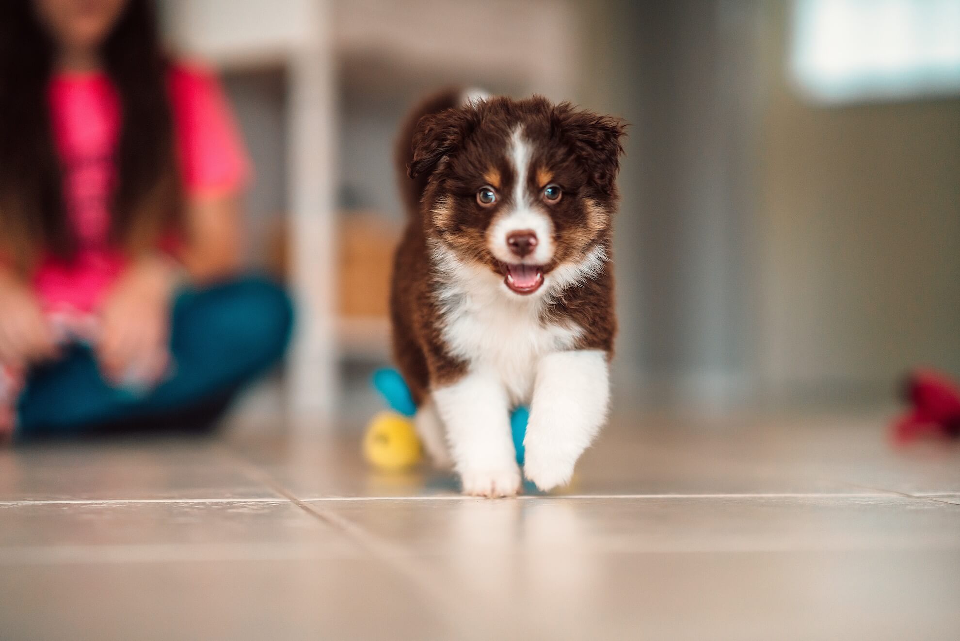 Care dog puppy House Training