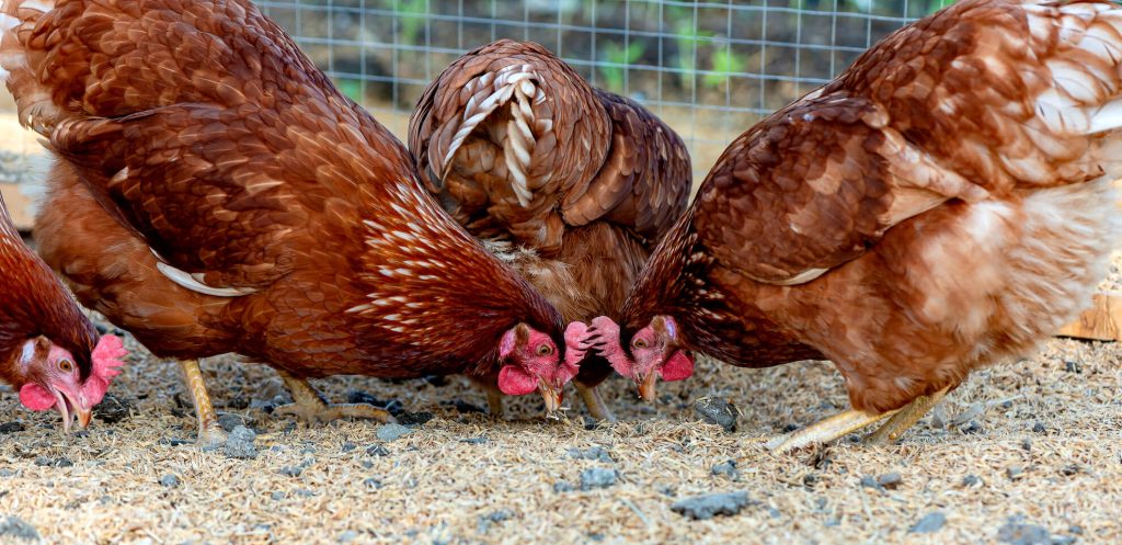 Poultry farm vet Langley Animal Clinic