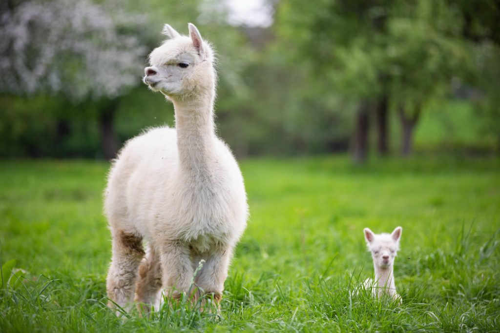 alpaca vet services Langley Animal Clinic