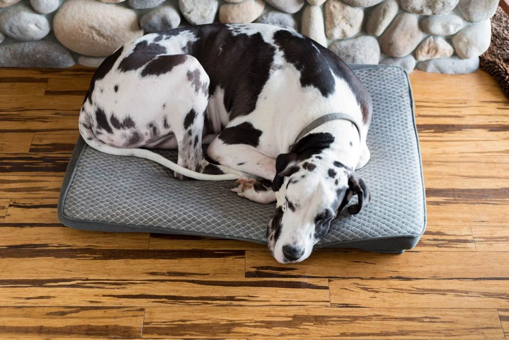 dog boarding Langley Animal Clinic