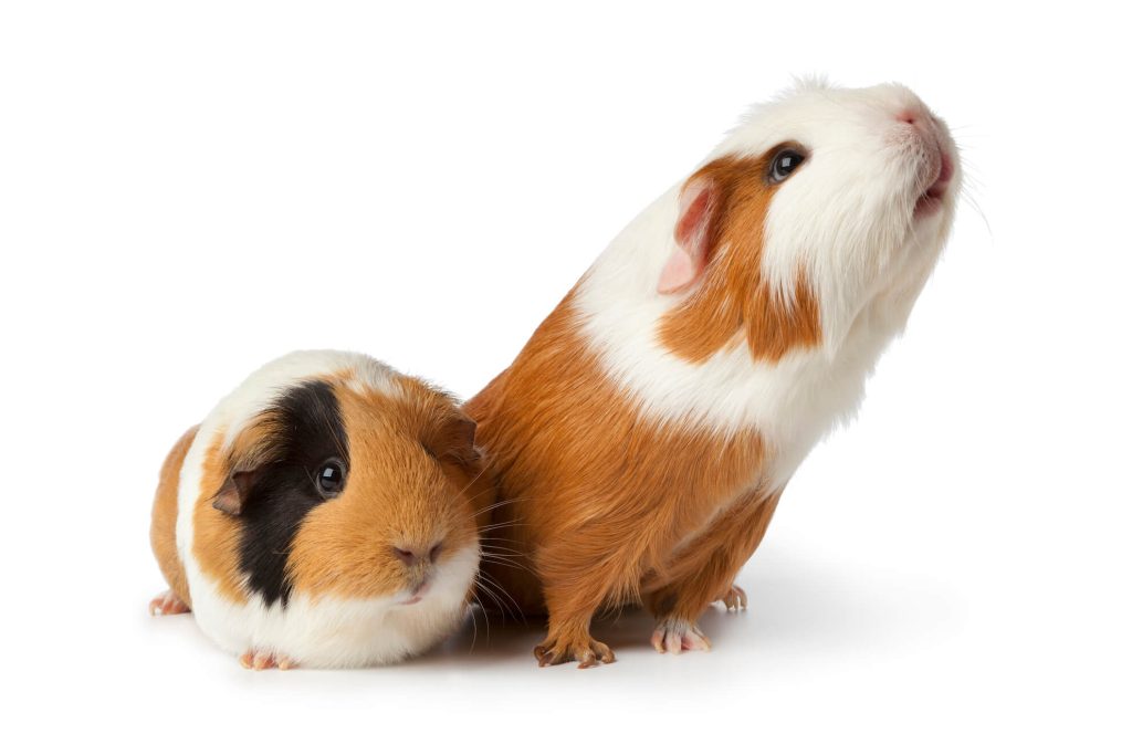 guinea pigs vet services langley Animal Clinic
