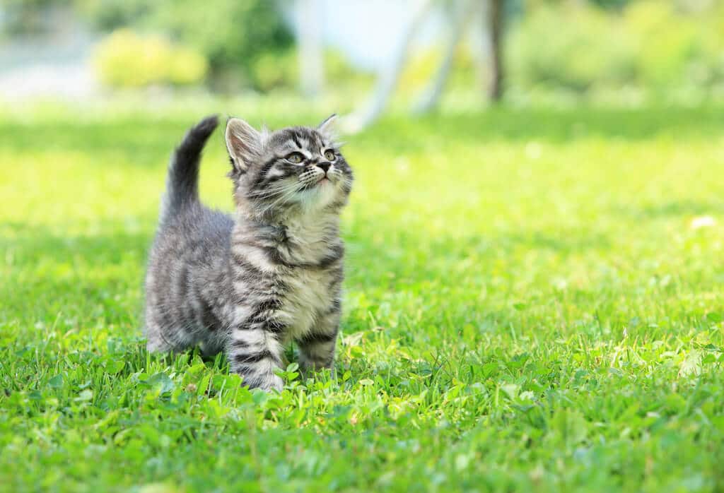 First visit vet kitty cat langley animal clinic