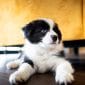 puppy dog vet langley animal clinic visitjpg