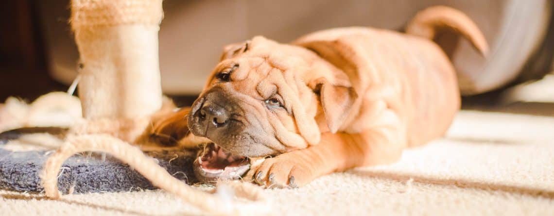 7 Behaviors to Look out for in a New Puppy
