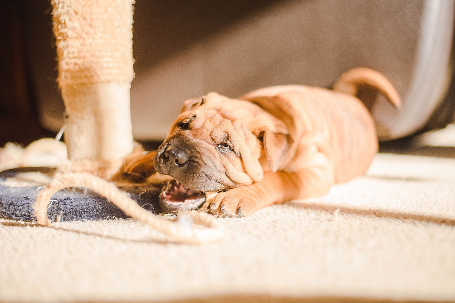 7 Behaviors to Look out for in a New Puppy