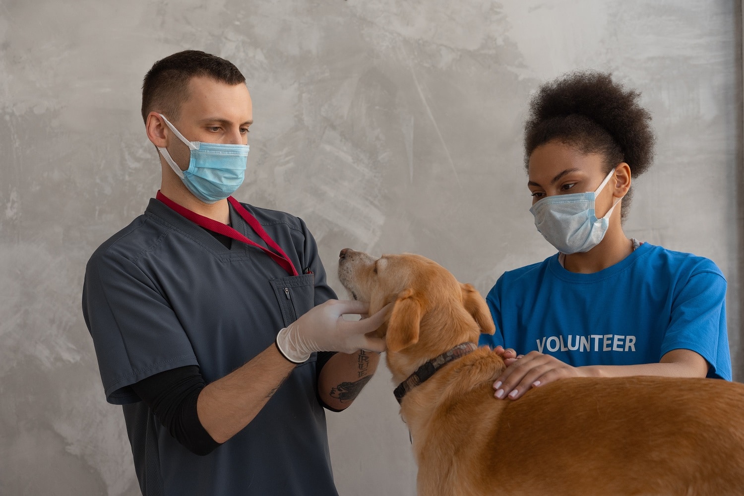 pet dental care near me