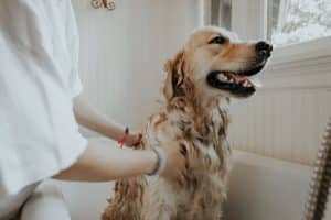 Pet Health and Wellness