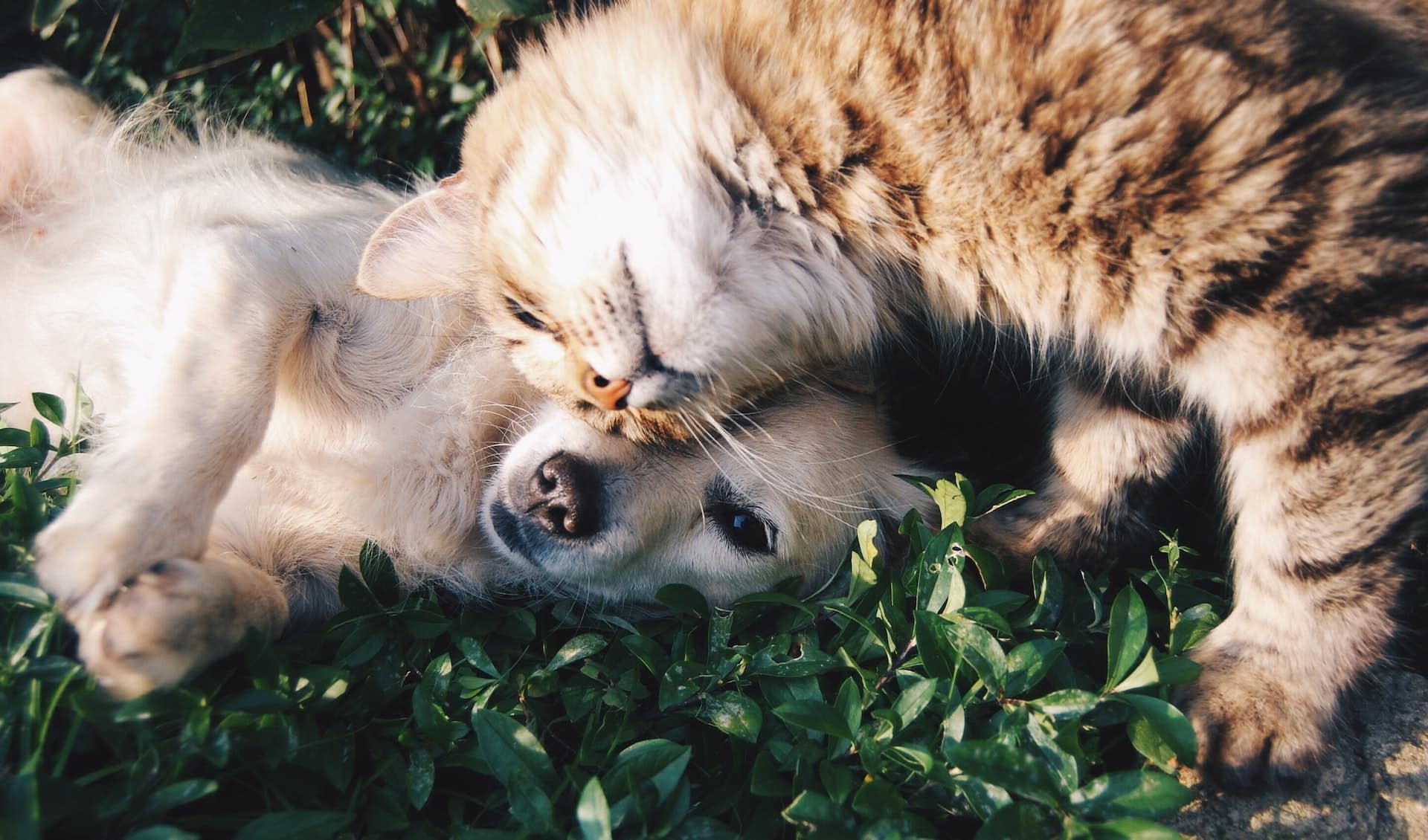 An Owner's Guide to Pet Health and Wellness at Home - Langley Animal Clinic