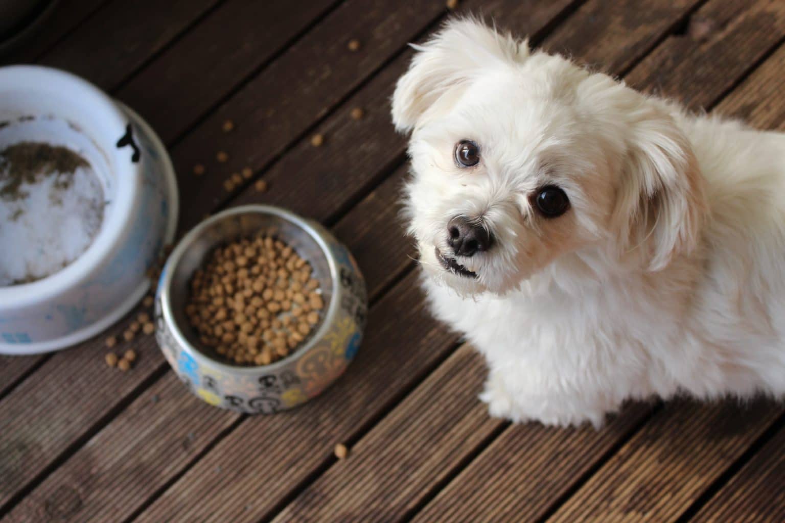 Our Favourite Pet Food Brands and Why I Them Langley Animal