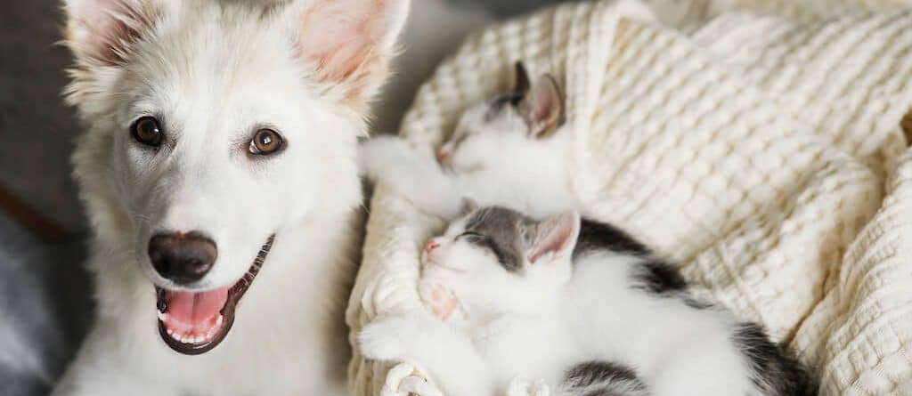 pet adoption vet services Langley Animal clinic