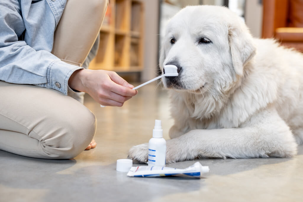 Dental Dogs vet dentist Langley animal clinic