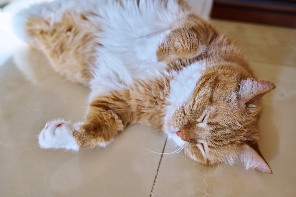 Old funny ginger cat sleeping on back, pet lying on floor at home