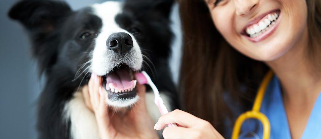 Pet Dental Health Secrets