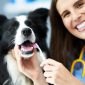 Pet Dental Health Secrets