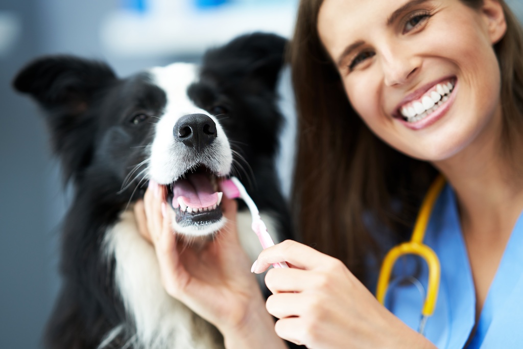 Senior Pet Dental Care: Ensuring Oral Health in Your Aging Pet - LAC