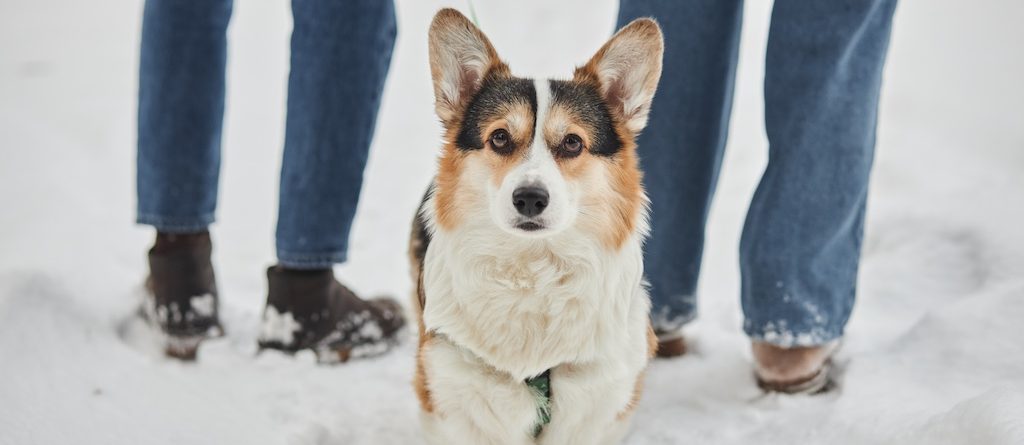 Winter Pet Safety Tips