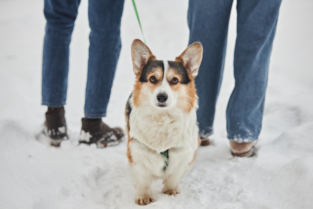 Winter Pet Safety Tips