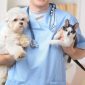 Spay and Neuter Awareness Langley Animal Clinic