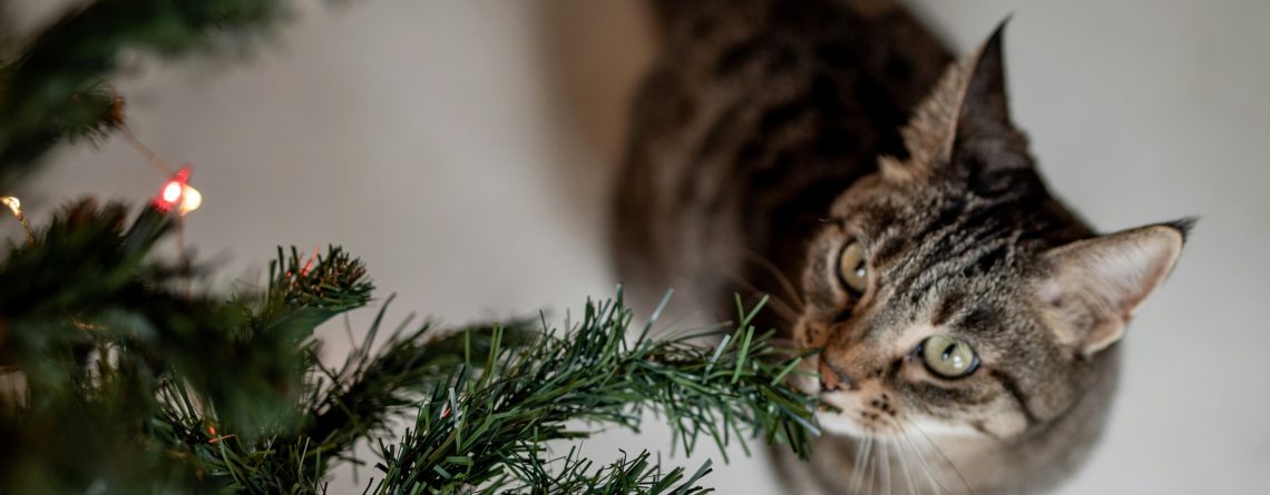 Cats & Christmas Trees
