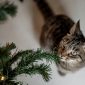 Cats & Christmas Trees