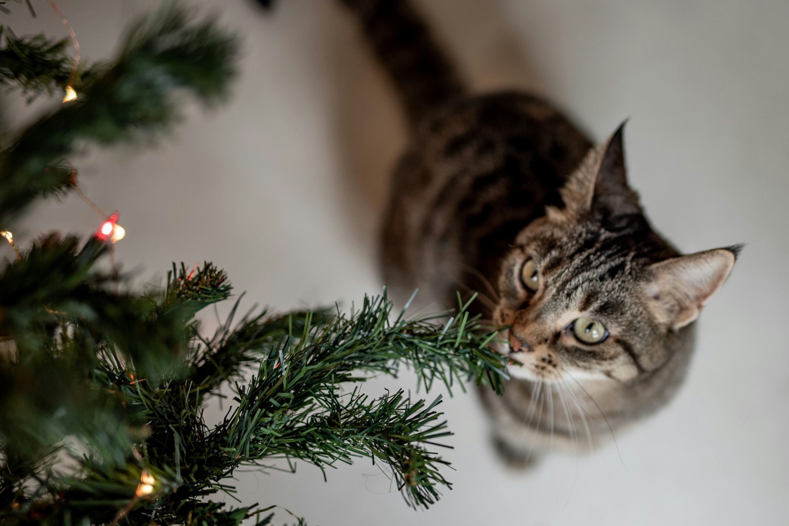 Cats & Christmas Trees