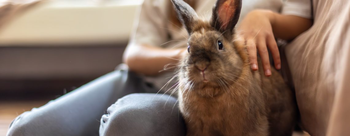 Pet rabbit dentistry