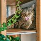 Cat hairballs: causes prevention and when to see a vet