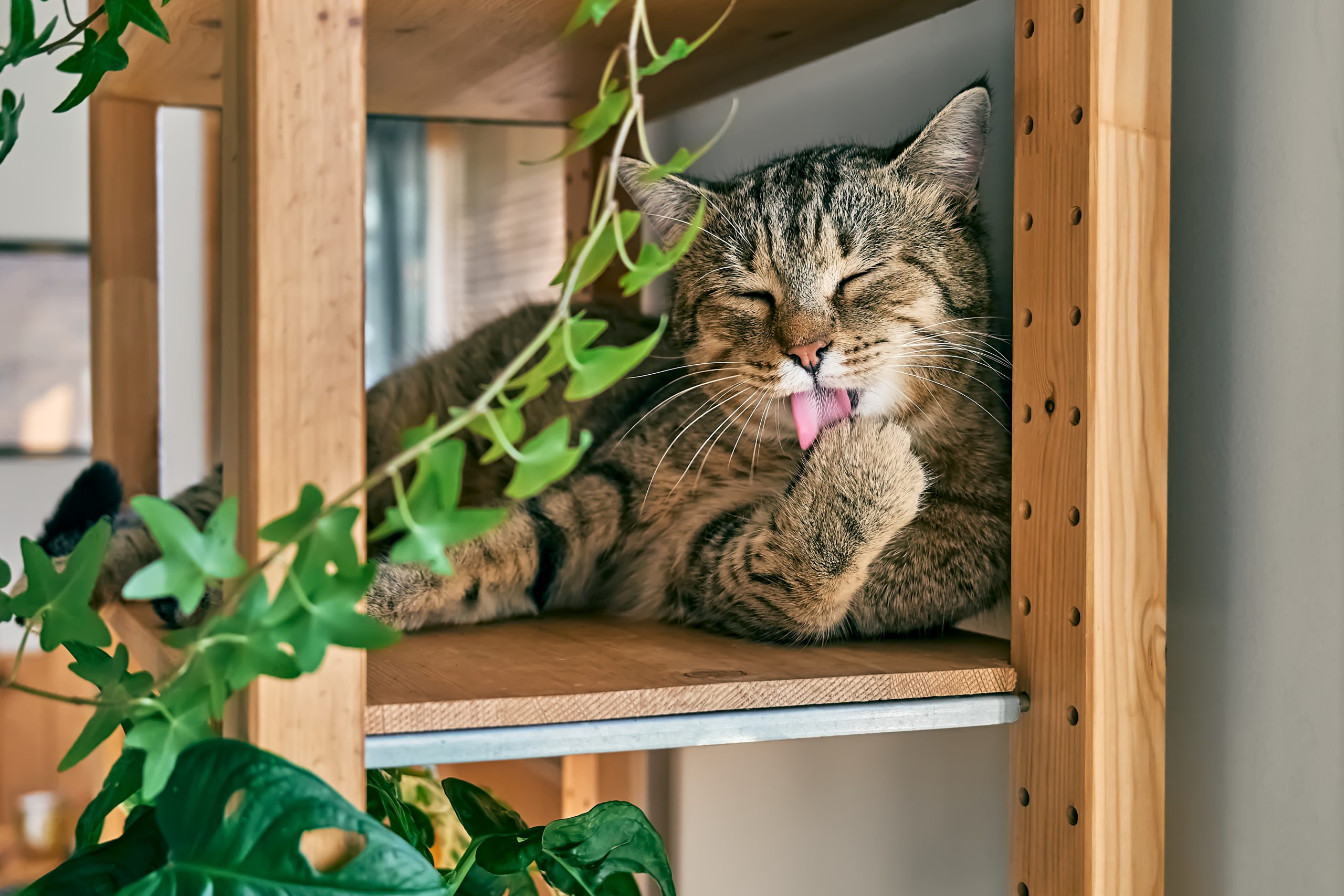 Cat hairballs: causes prevention and when to see a vet